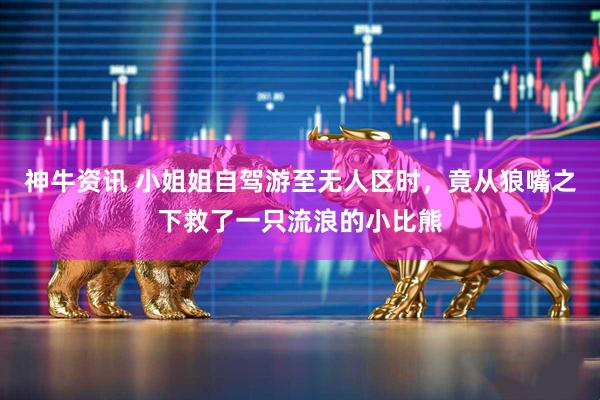神牛资讯 小姐姐自驾游至无人区时，竟从狼嘴之下救了一只流浪的小比熊